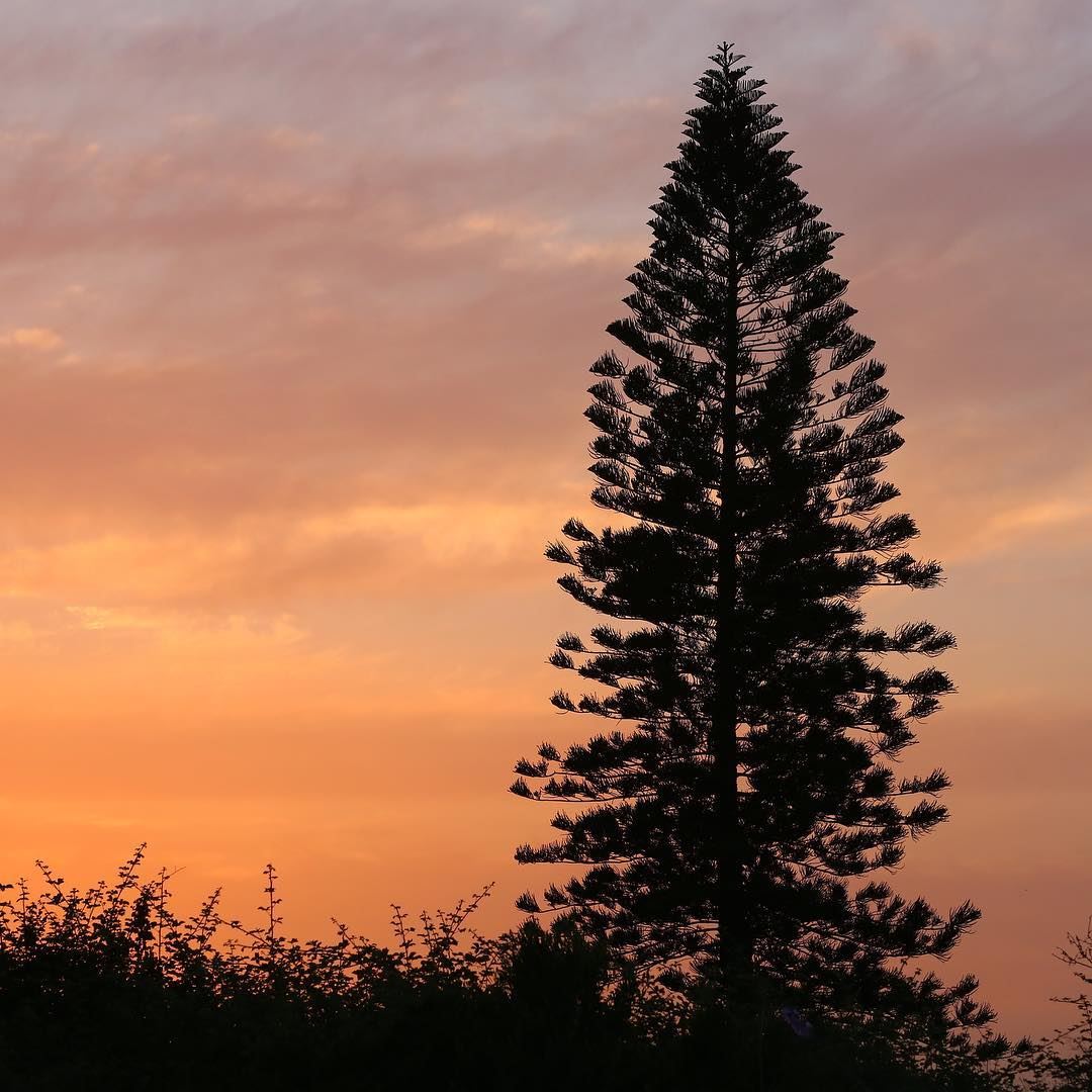 Softly the evening came with the sunset 🌅• lebanon  sunset  sun  tree ... (Halat, Mont-Liban, Lebanon)