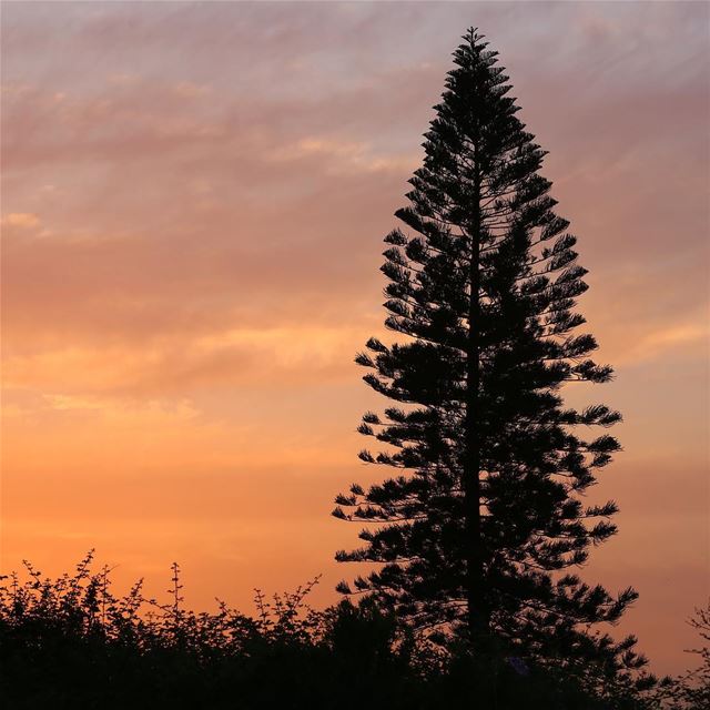 Softly the evening came with the sunset 🌅• lebanon  sunset  sun  tree ... (Halat, Mont-Liban, Lebanon)