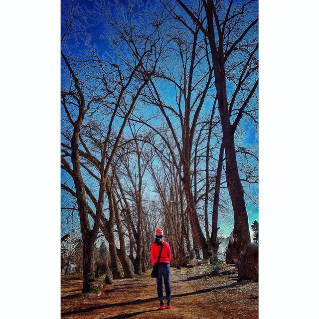 Some beautiful place to get lost in 🌳 trees  taanayel  livelovelebanon ... (Taanayel- Bekaa)