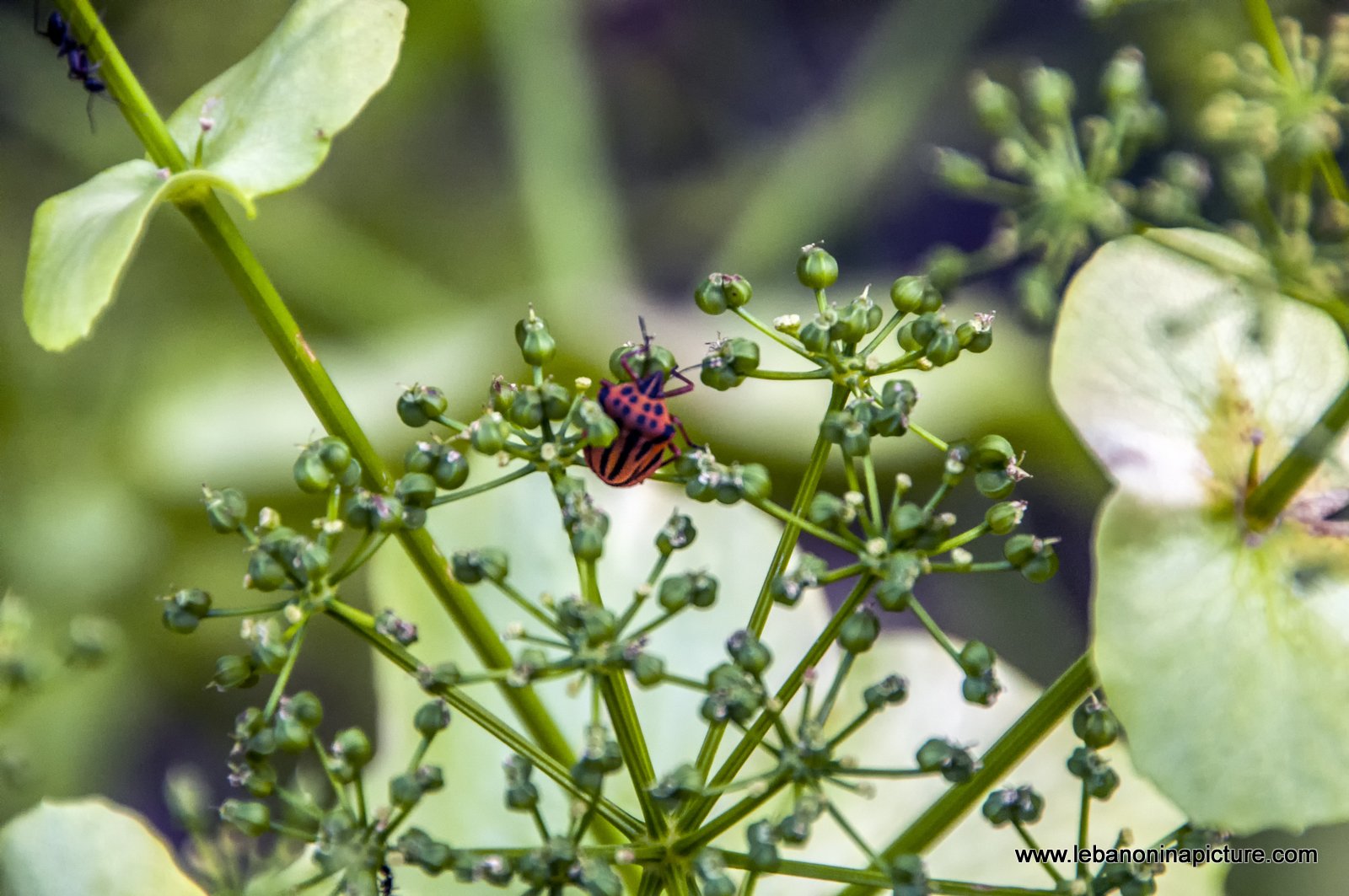 Some Macro Photos from (Wadi Qannoubine, North Lebanon)