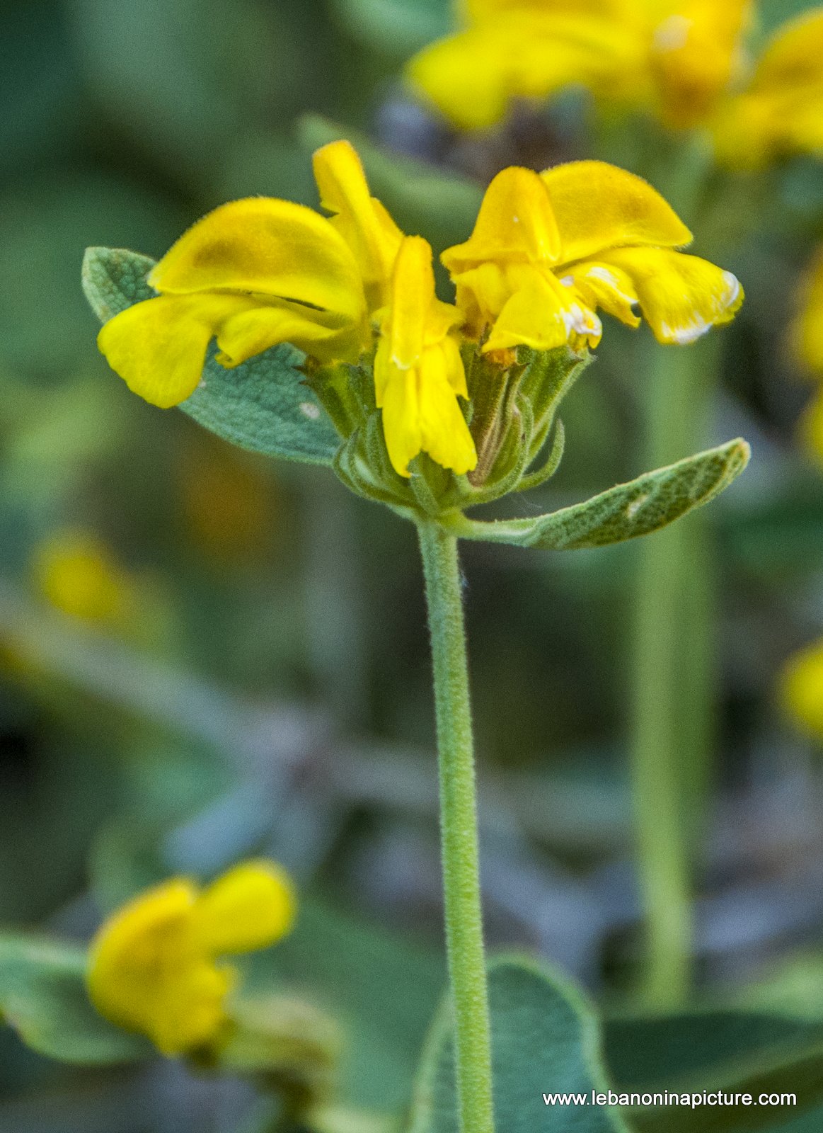 Some Macro Photos from (Wadi Qannoubine, North Lebanon)