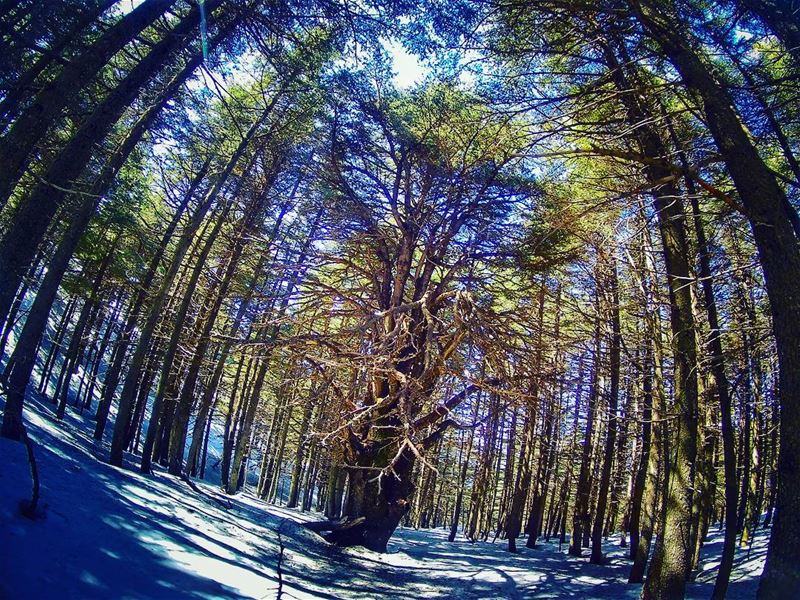 Some of the  lebanesenature beauty captured today 🌲 trees ... (Shouf Biosphere Reserve)