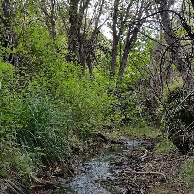 Somewhere in a forest far far away lebanon  naturelovers  valley  river ...