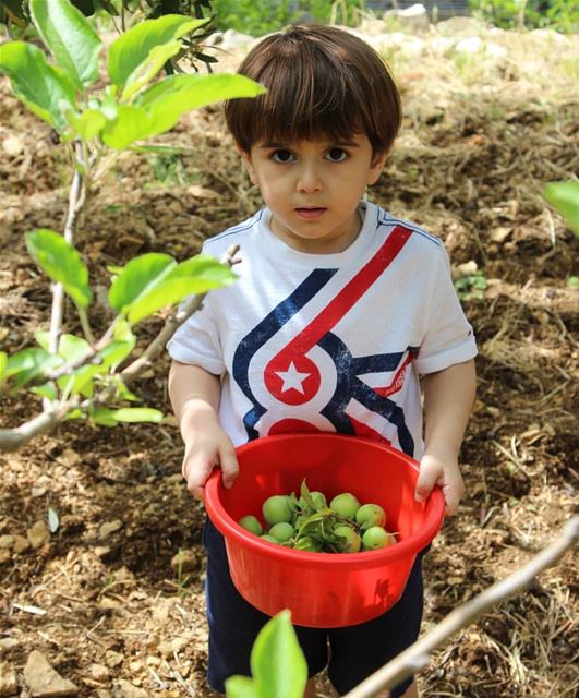 Soo cute 💚📸 @myr.najm  lebanon kids lebanese nature agriculture...