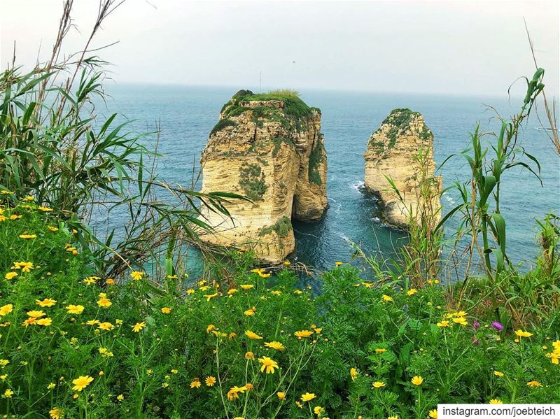 Spring: a lovely reminder of how beautiful change can truly be💐 nature... (Ar Rawshah, Beyrouth, Lebanon)