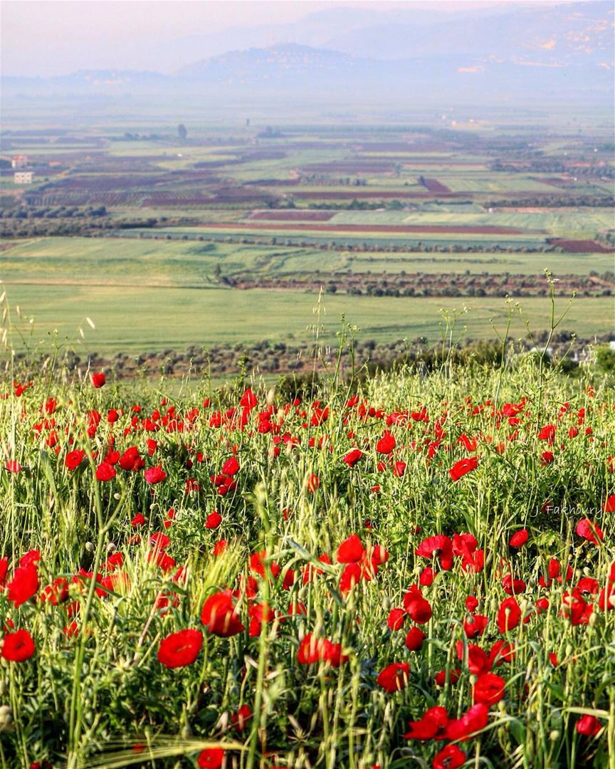 Spring breeze over our fields @livelovemarjeyoun (Marjayoûn, Al Janub, Lebanon)