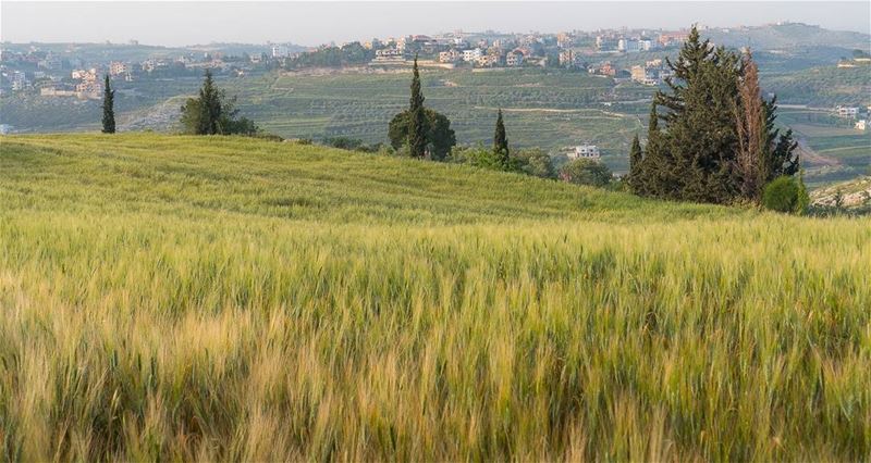 Spring fields  lebanon  vsco ... (Doueir)