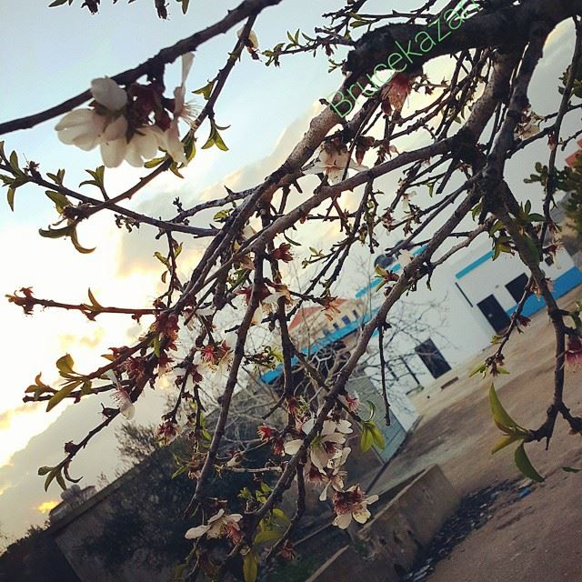 Spring in Yaroun 