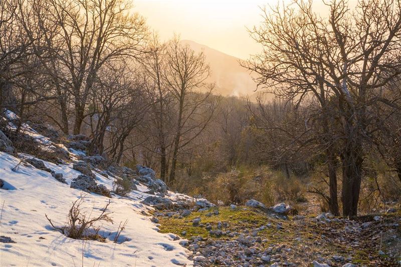 Spring is morphing  lebanon  letsgosomewhere ... (Jabal Moussa)