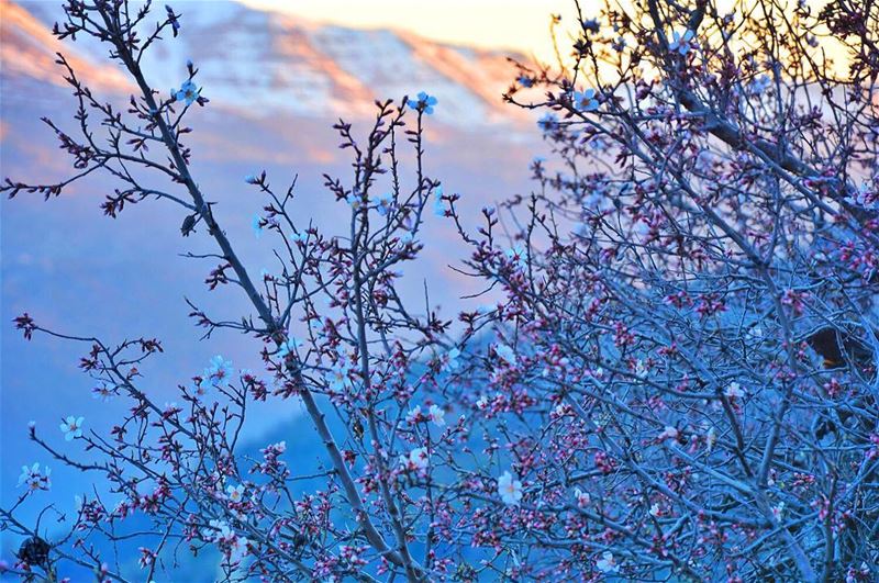 Spring it on nature! mountains  blossom  nikon  sunset  landscape ...