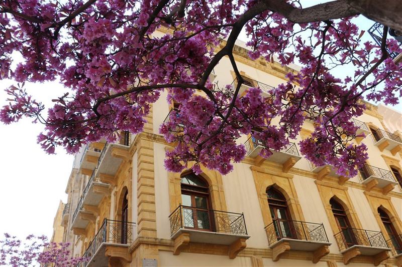 Spring joy... spring  joy  pink  yellow  blossom  architecture ... (Downtown Beirut)