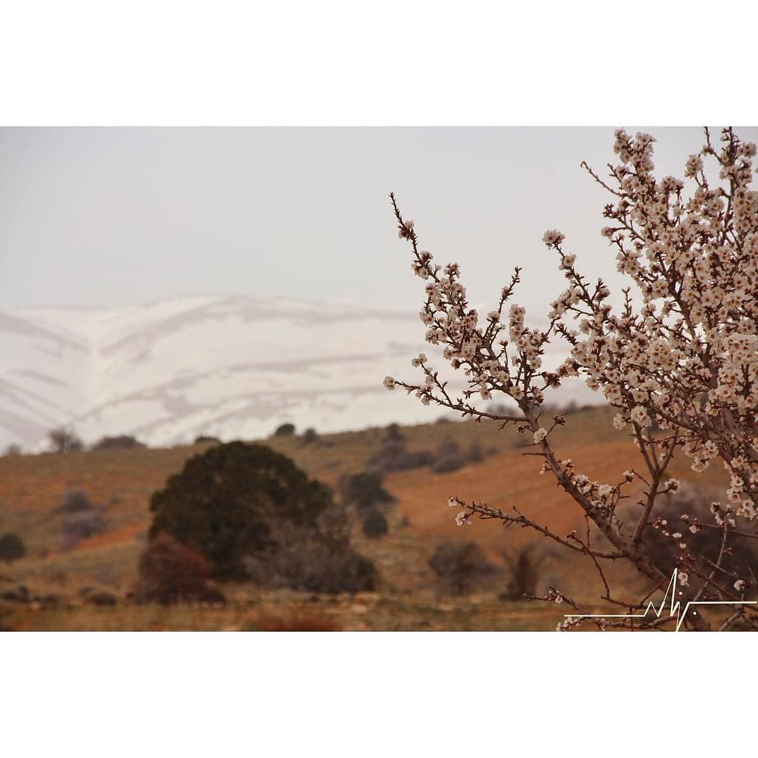 Spring on a snow backgroundBy @bsn_lb hermel  hermel_city  bekaa ... (El Hermel, Béqaa, Lebanon)