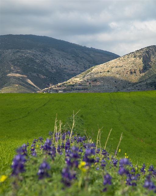  spring ... photography photographer photooftheday landscape... (Jarmaq, Al Janub, Lebanon)