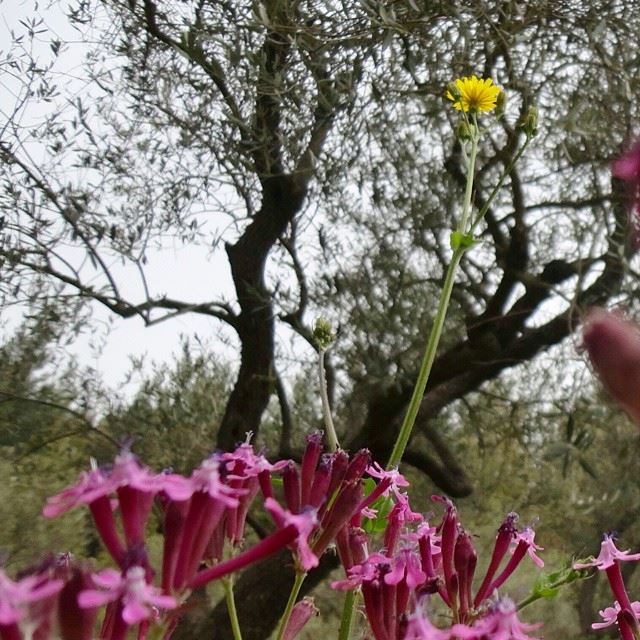 springspirit springmoments flowers forest natureshots nature