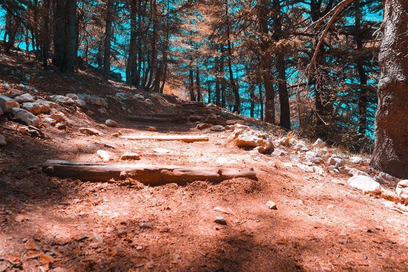 Stairway to heaven📍Lebanon - Arz el Barouk (Chouf)📷 Sony... (Arz el Bâroûk)