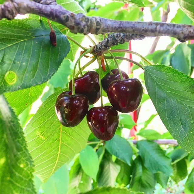 Stay tuned for the annual cherries 🍒 Festival of Hammana on 10 & 11... (Hammana)