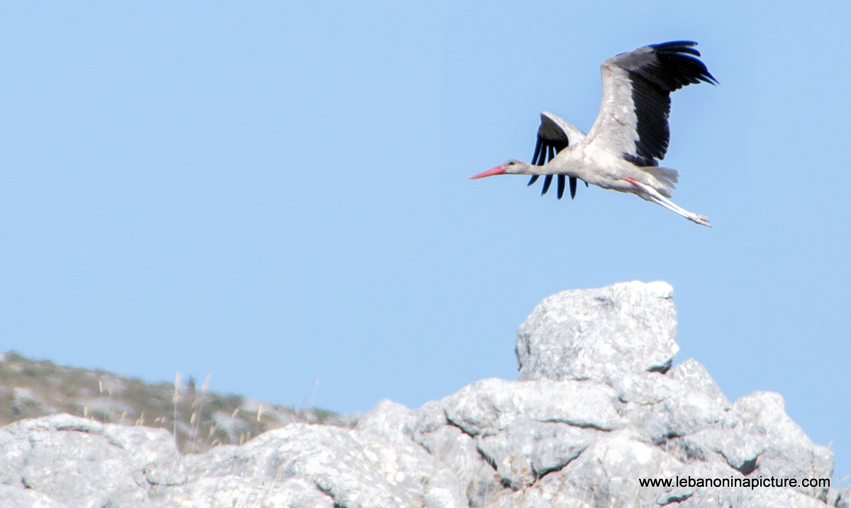 Stork (About Sa3d) From Yaroun