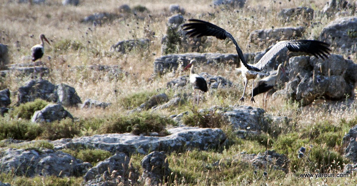 Stork (About Sa3d) From Yaroun