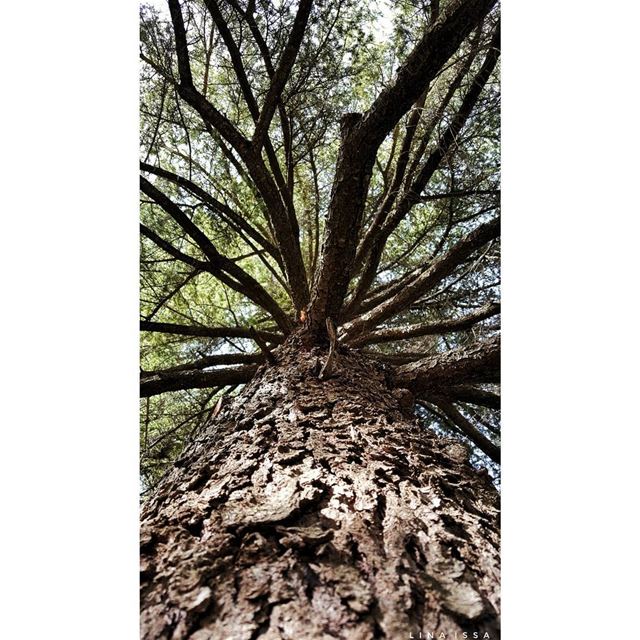 Storms make trees take deeper roots... - Dolly... (West Bekaa)