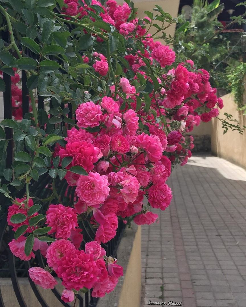  streetphotography  flowers  roses  beautiful  village ...