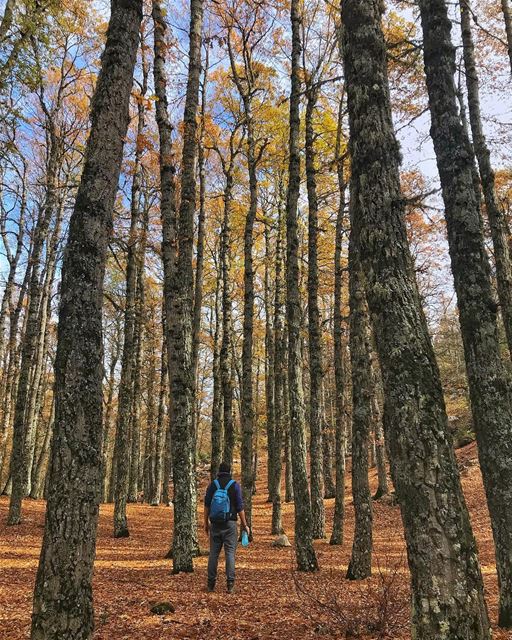 Successfully guided a group of friends for the first time (without getting... (`Akkar, Liban-Nord, Lebanon)