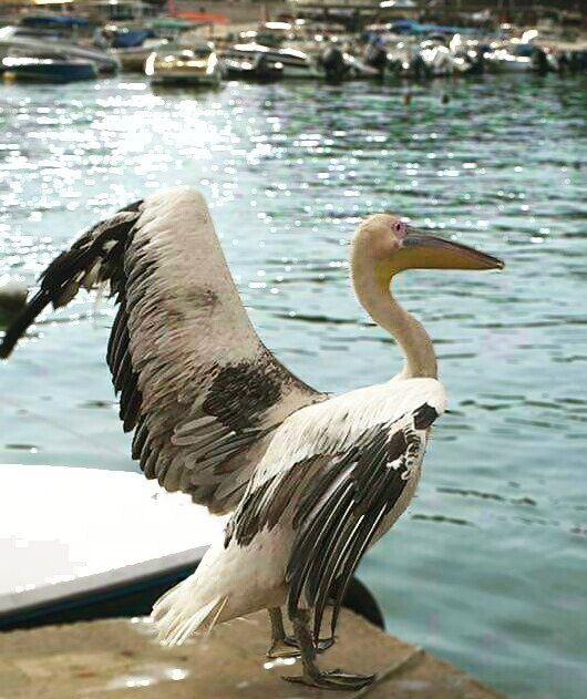 Summer still On Mode to Mr Pelican 💛 jounieh  lebanon  lebanontimes ... (Joünié)