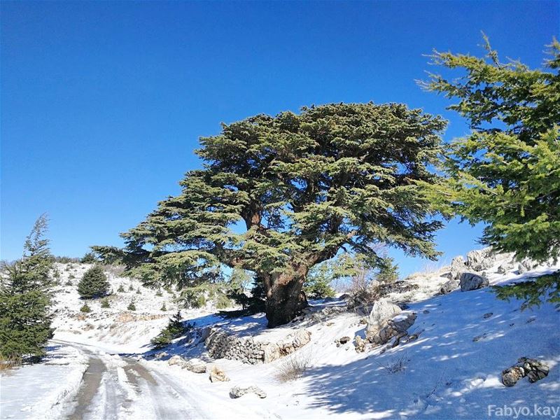  sunday lebanon libano nature cedars skylovers naturelovers canonme tbt... (Bâroûk, Mont-Liban, Lebanon)