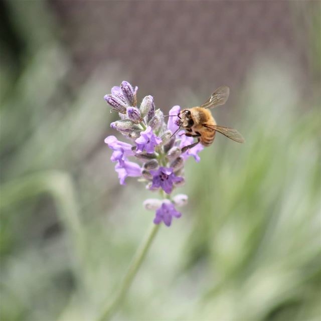  sunday lebanon weekend bee lavendre green nature photography canon colors...