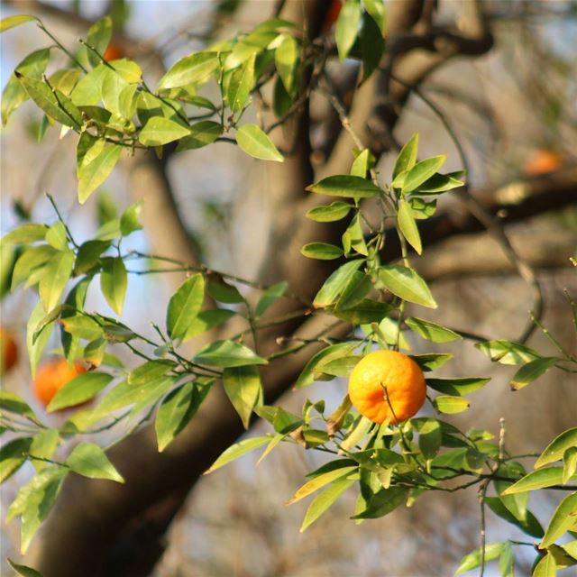 - Sunday Morning -  livelovebeirut  livelovelebanon  photography  orange ...