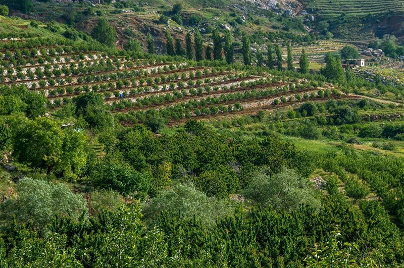 🍃🌳🌲..... sunday summer spring trees green forest mountains nature... (Mount Sannine)