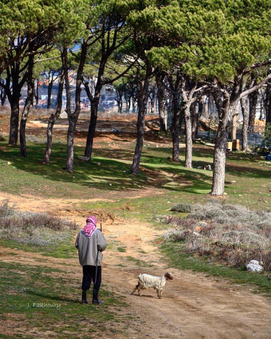 Sunny walks in the woods @livelovemarjeyoun (Marjayoûn, Al Janub, Lebanon)