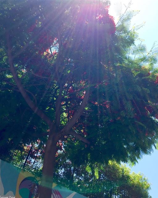  sunrays  tree  hamra  lebanon ...