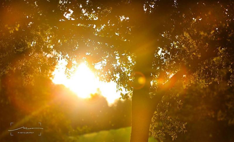 Sunrise glare and trees 🌄🌄 (Chahtoûl, Mont-Liban, Lebanon)