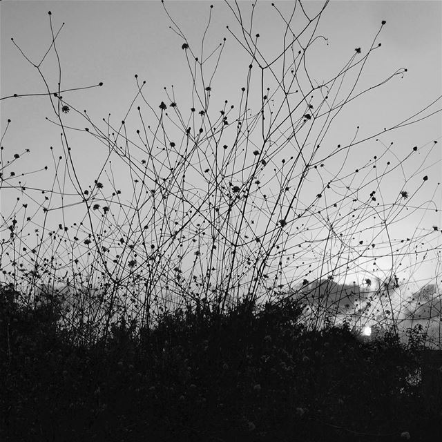 sunset  blackandwhite  monochrome ...