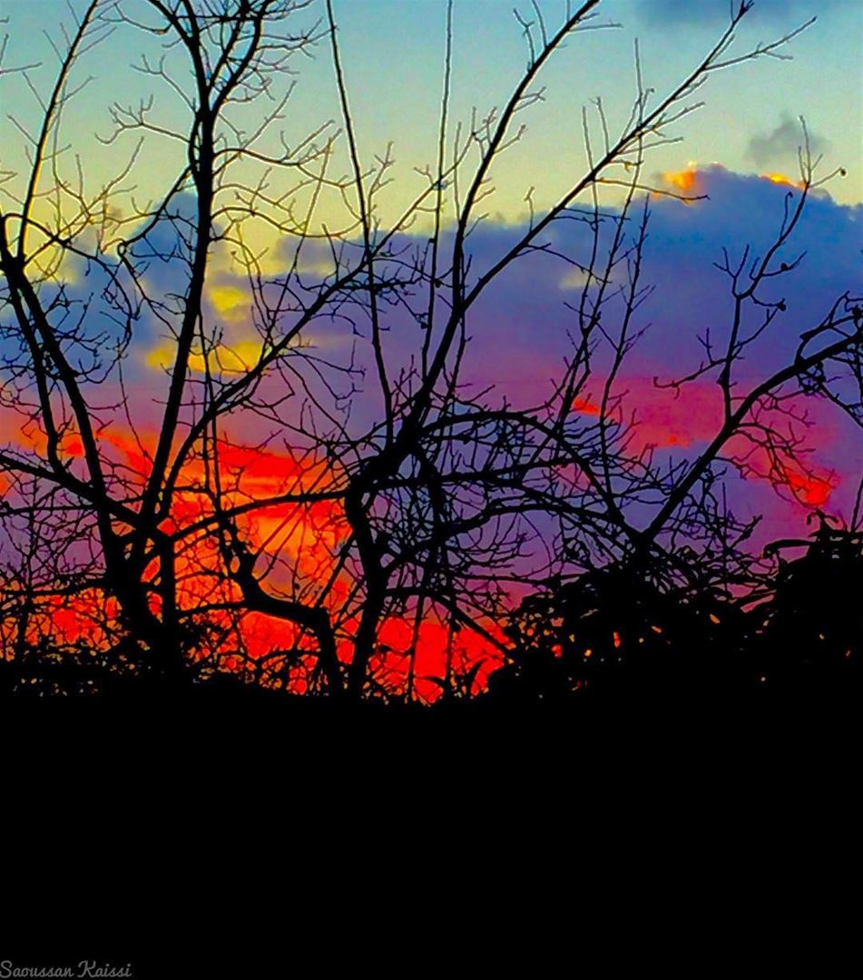  sunset  colors  tree  winter  clouds  sky...