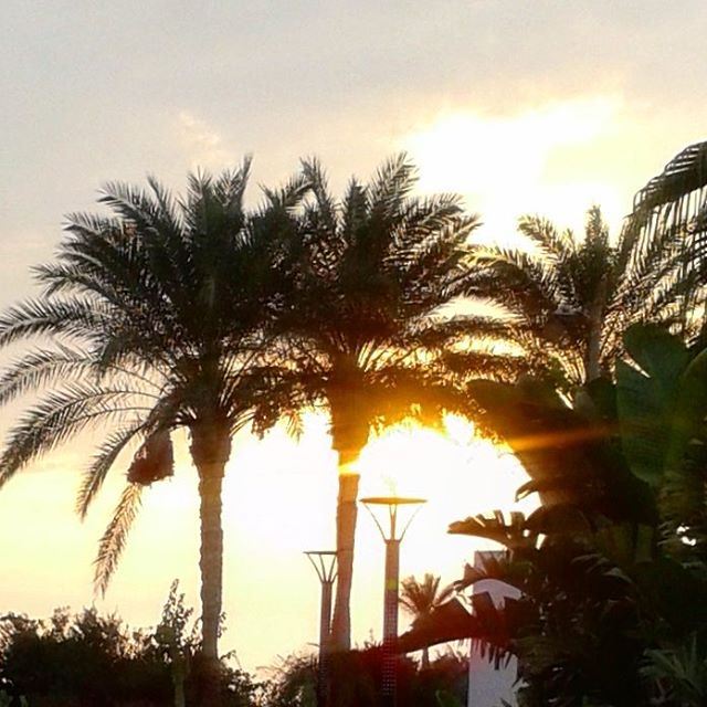 sunset palmtrees sun