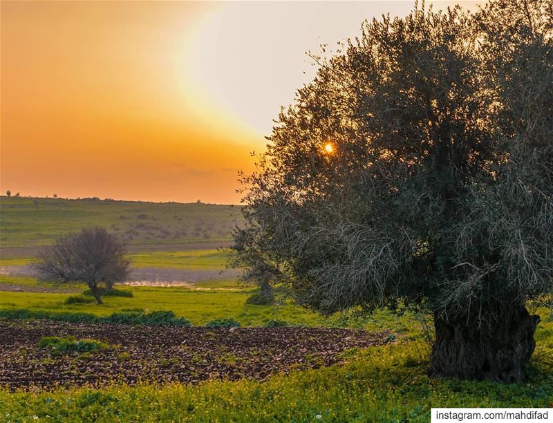 🌅🌅............. Sunset pysglb sunshine nabatieh southern... (Deïr Siriân, Al Janub, Lebanon)