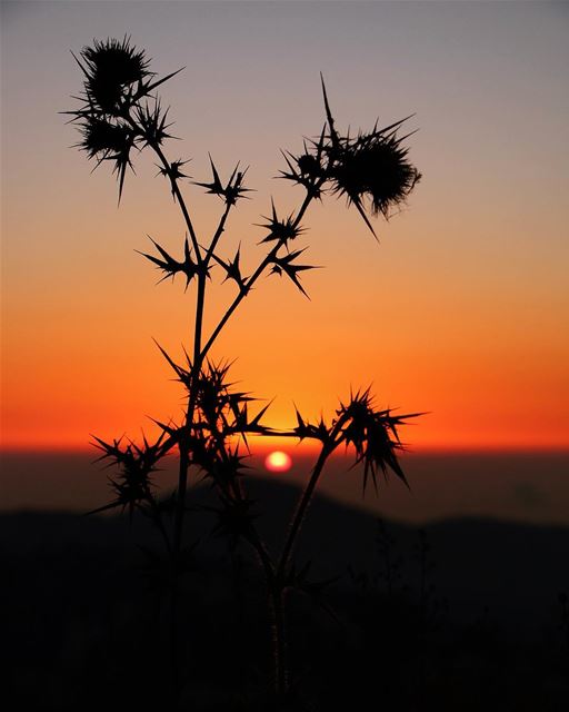 🌅.... sunset sunsetporn sunsetpics landscape landscapephotography... (Kfarouman)