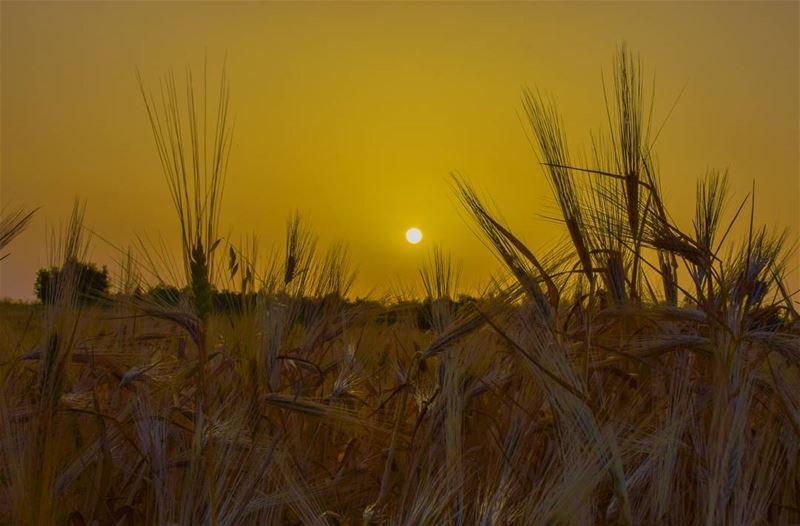  sunset sunsets sunsetlover sunsetlovers sunsetporn sunset_hub  wheat sun... (Hoûmîne El Faouqa, Al Janub, Lebanon)