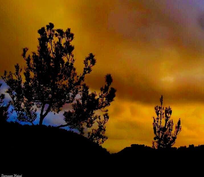  sunset trees  colors  orange  blue  nature...