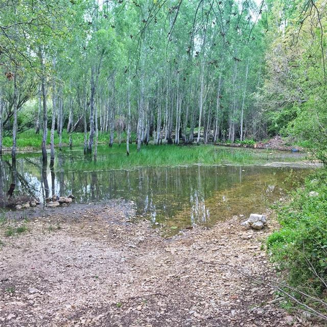 Swamp... (Aabdillé, Liban-Nord, Lebanon)