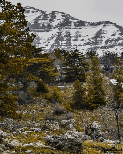 Swipe left ⬅➡ naturephotography  hiking  explore  naturelovers ... (Cedar Reserve Tannourine)