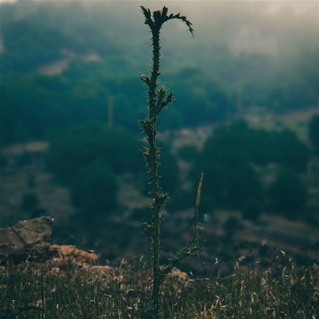 sᴏʟɪᴛᴜᴅᴇ...🌵🌵 (Jezzine District)