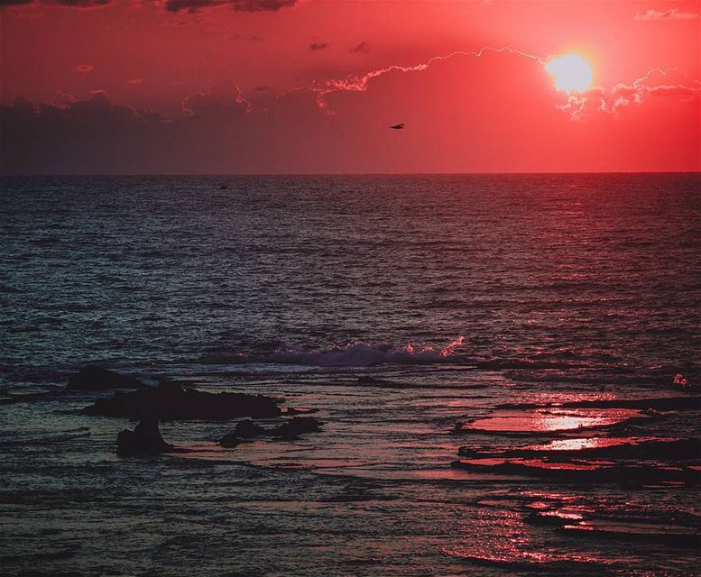 sᴜᴋᴏᴏɴ... (Tyre, Lebanon)