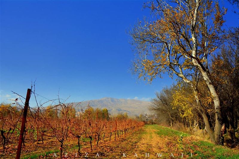 TaanayelHappiness is when what you think, what you say, and what you do... (Deïr Taanâyel, Béqaa, Lebanon)