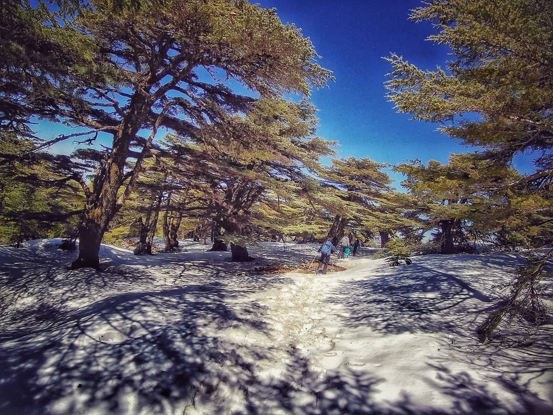 Take me to the  cedars ❄ cedars  natureloversgallery  naturephotography ... (Barouk Cedar Forest)