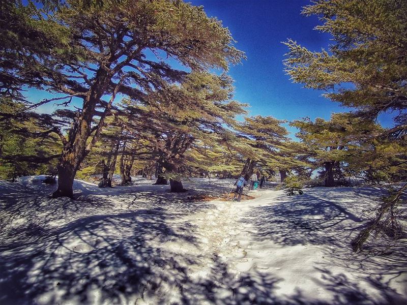 Take me to the  cedars ❄ cedars  natureloversgallery  naturephotography ... (Barouk Cedar Forest)