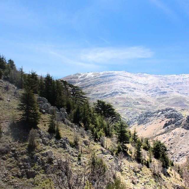 Tannourine cedars  lebanon  nature  mountain  sky  skyporn  forest ...