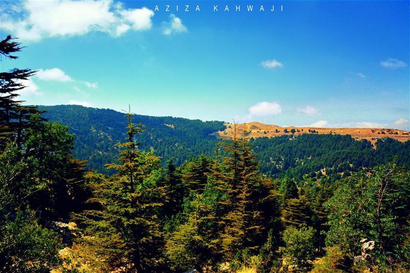 Tanourine Cedars Reserveafraid of heights but I will go to any rooftop... (Tannurin At Tahta, Liban-Nord, Lebanon)