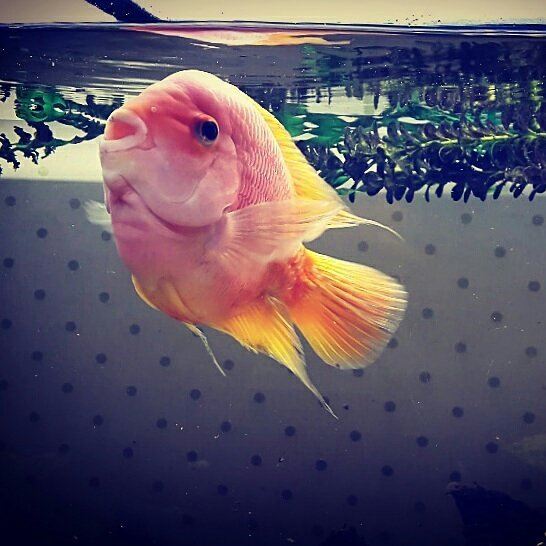 @tatiana_chahine  fish goldenfish beauty colorfull colours water... (Zgharta)